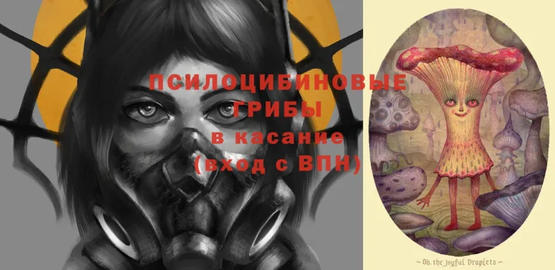 Галлюциногенные грибы Psilocybe  блэк спрут онион  Глазов 